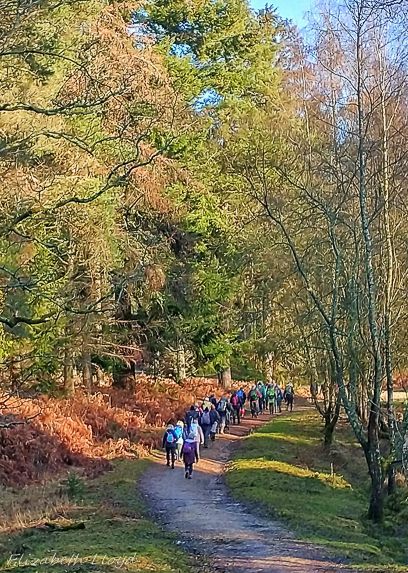 Ramblers walking in New Forest